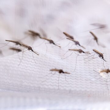 Ohangwena hit hard by malaria