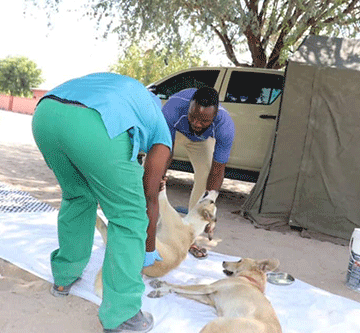 Ondangwa dogs Ovandangwa idilileni ookatali veni