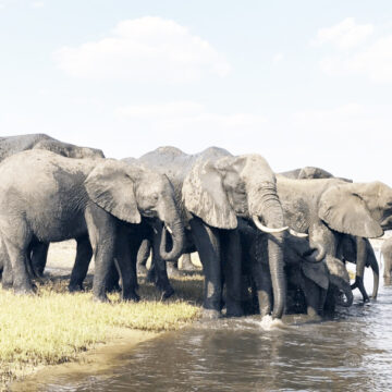 Chief Shufu speaks out on human-wildlife conflict