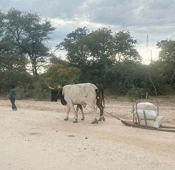 Cattle-Theft Goma!narib ge Zambeziba ra hîgaga