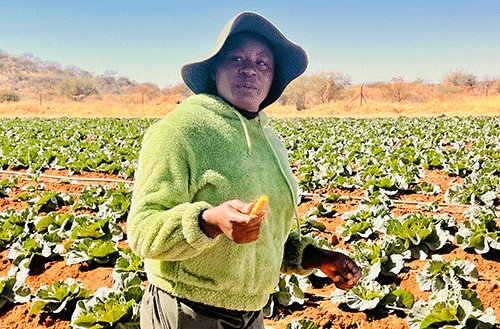 Outjo gardens grow food, jobs and hope