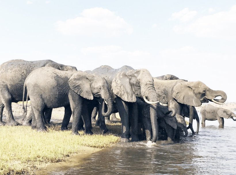 Chief Shufu speaks out on human-wildlife conflict