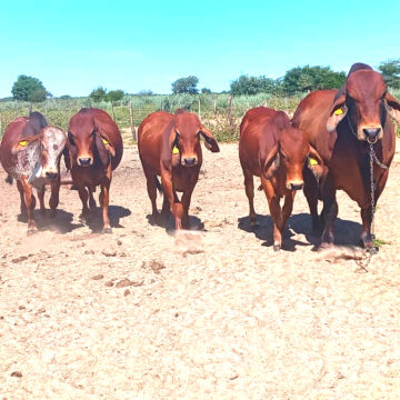 Communal farmers hail Brahman uniqueness