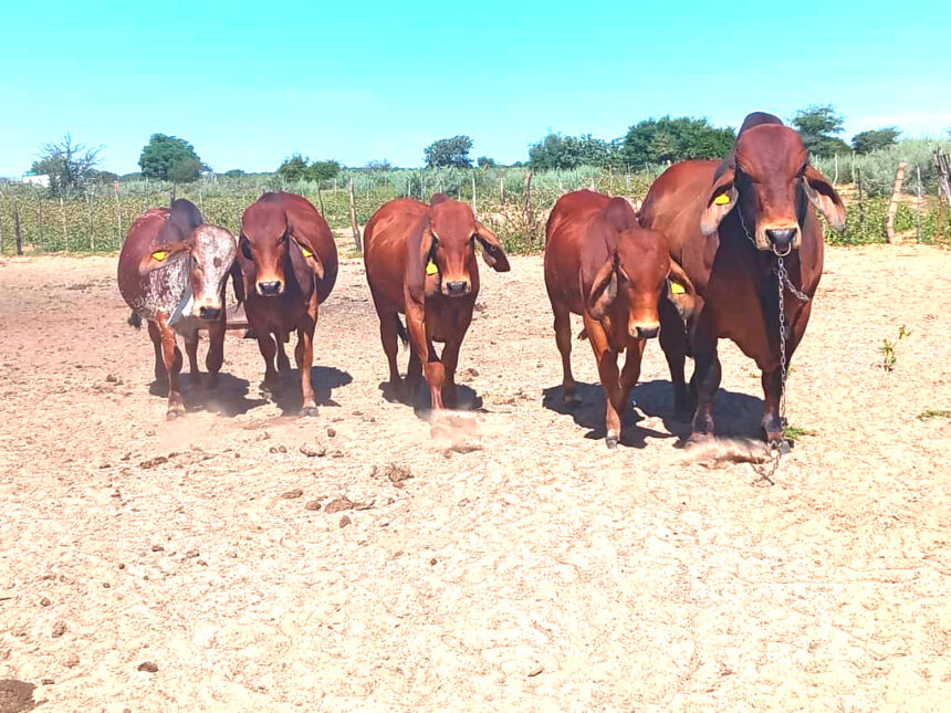 Brahman Hailed 1 Communal farmers hail Brahman uniqueness