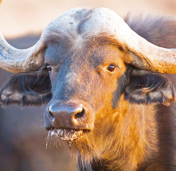 Govt to fix river site after buffaloes drown