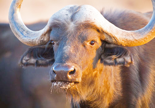 Buffalos Govt to fix river site after buffaloes drown