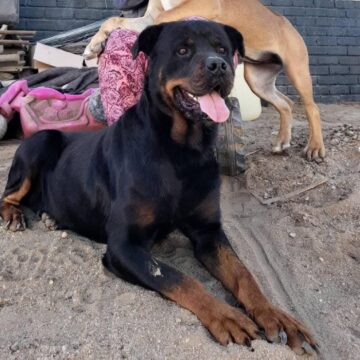 Dogs Ovaendi kolupadi mOngwediva itava ende vali va manguluka …ova tila eembwa