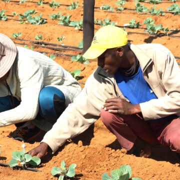 Farmers’ Kraal with Hanks Saisai – Things to consider during planting season