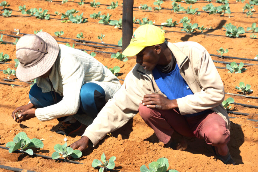 Farmers Kraal Farmers’ Kraal with Hanks Saisai – Things to consider during planting season