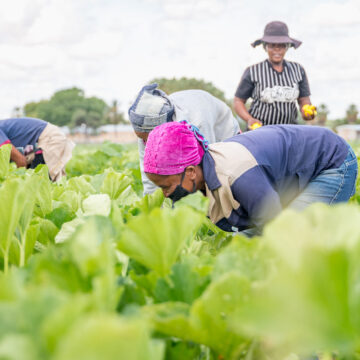 Farmers’ Kraal with Erastus Ngaruka – Strive for food self-sufficiency and security 