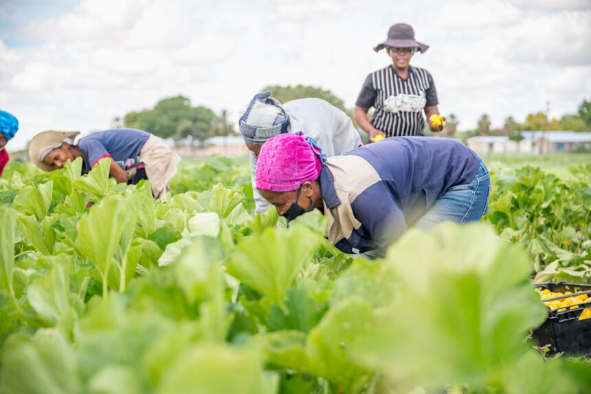 Farmers Kraal Farmers’ Kraal with Erastus Ngaruka – Strive for food self-sufficiency and security
