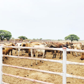 NIDA 1 Mangetti farm transforms boldly