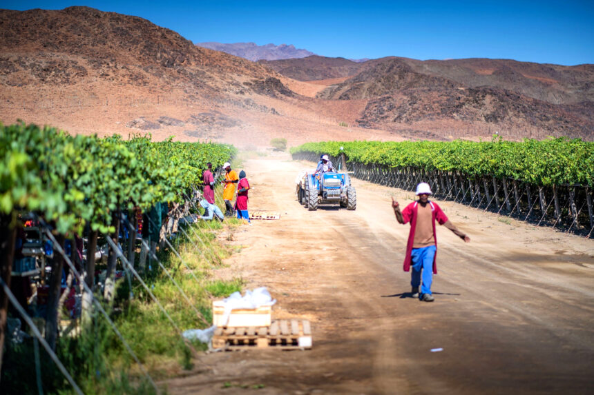 Nedbank backs agri growth through mega deal