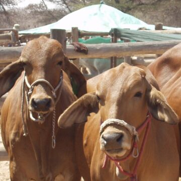 OLYMPUS DIGITAL CAMERA Onyama mai karanda kEhi rOvandoitji posi ya ombwiro yayo iri kokure novaṱuta