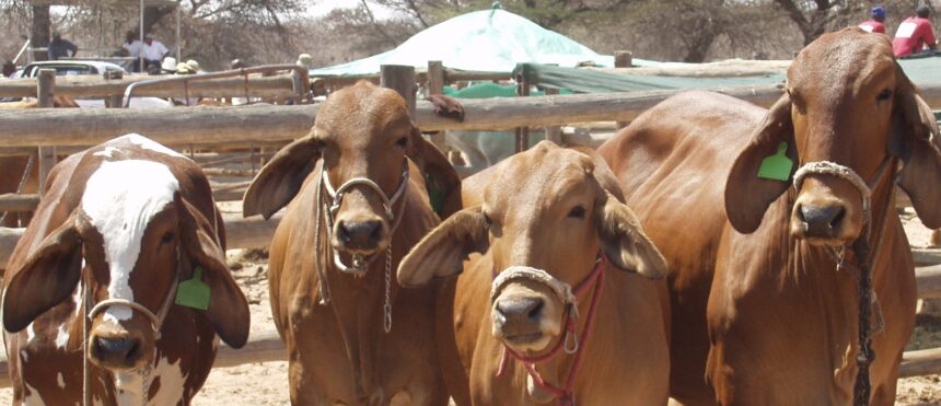 Onyama mai karanda kEhi rOvandoitji posi ya ombwiro yayo iri kokure novaṱuta 