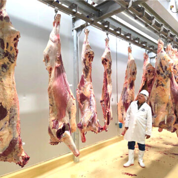 Savanna Beef trial slaughter successful 