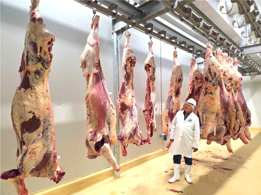 Savanna Beef trial slaughter successful 