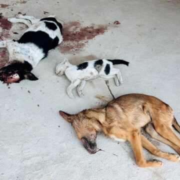 Oinamwenyo tai dipawa nokufipwa ohonde keima lihe shivike …Oshiwana paife osha tila okweenda oufiku 