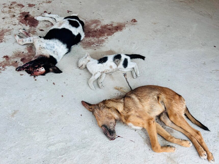 Oinamwenyo tai dipawa nokufipwa ohonde keima lihe shivike …Oshiwana paife osha tila okweenda oufiku 