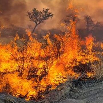 vled fire Etosha Epeya lyahanagula uulithilo wiinamwenyo mEtosha