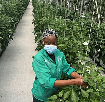 Daures project pioneers fertigation