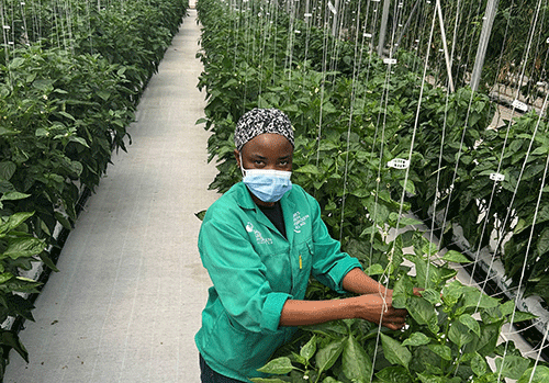 Daures project pioneers fertigation