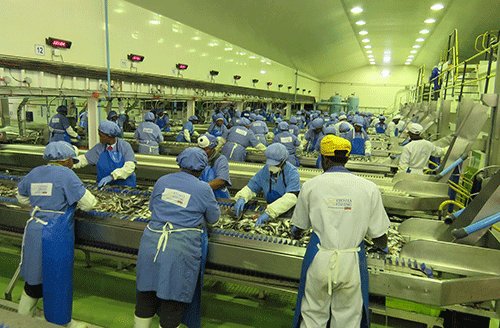 Etosha lands first pilchards after moratorium