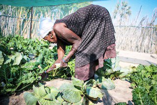 Epangelo la-UK tali kufa po ondjala mIikokola 