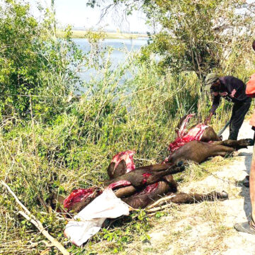 Mubuso uka lukisa mukulo wanuka kone kutibile linali