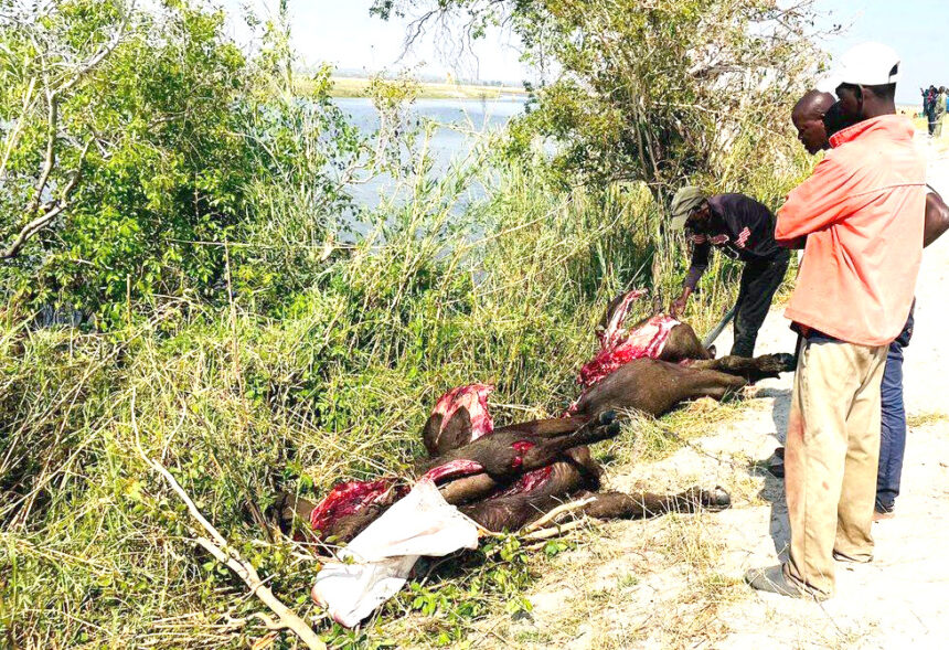 Mubuso uka lukisa mukulo wanuka kone kutibile linali