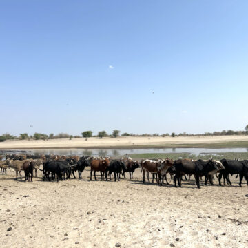 Cattle Zambezi farmers seek cattle repatriation