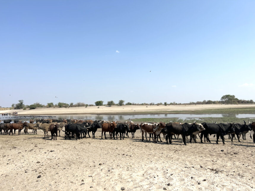 Cattle Zambezi farmers seek cattle repatriation