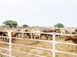 Cows Oumbudi weengobe wa londa mOhangwena