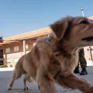 Chilean police train dogs to sniff out Covid-19