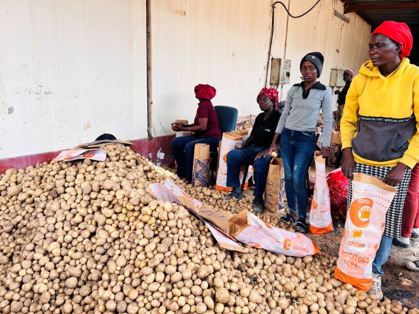 Etunda enhances food security …scheme produces first havest of potatoes