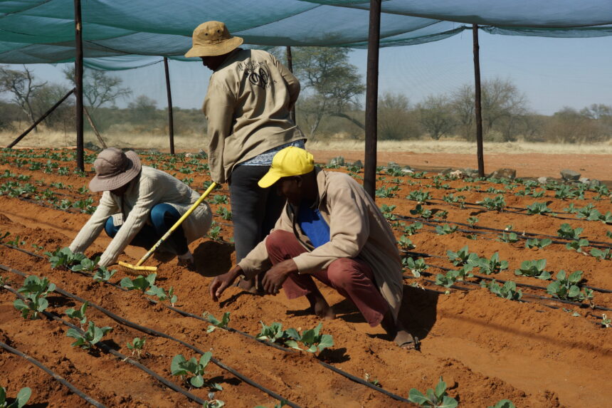 Farmers’ Kraal with Hanks Saisai – Transform your farm into a generational enterprise