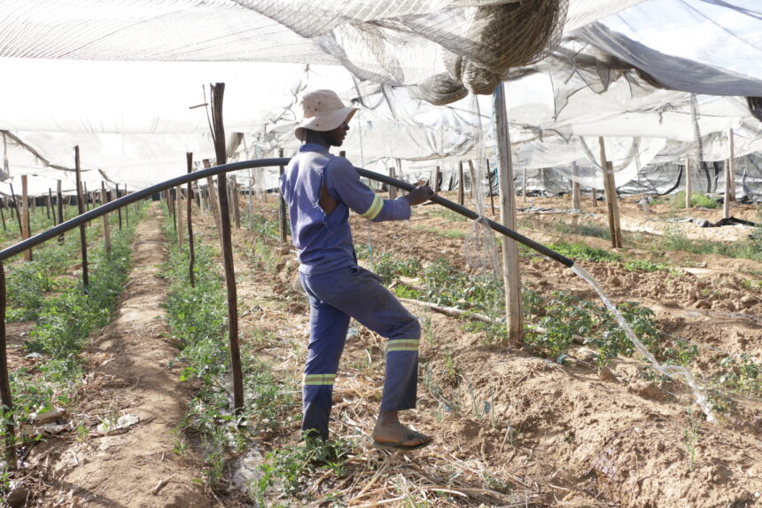 Farmers’ Kraal with Hanks Saisai – Essential steps to increase communal areas’ crop yield