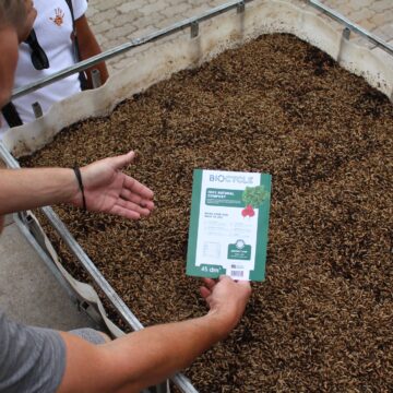 Farming with black soldier flies in Namibia …supplementing food security 