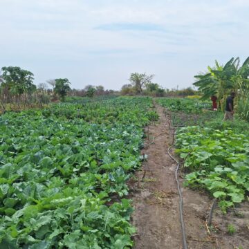 Village garden inspires change in Kapako 