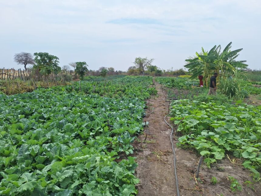 Village garden inspires change in Kapako 