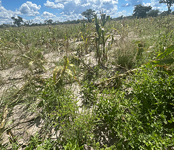 Zambezi battles locusts outbreak