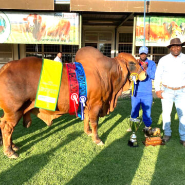 Okanene Brahman 1 Okanene Brahman wins big at Windhoek Agricultural Show