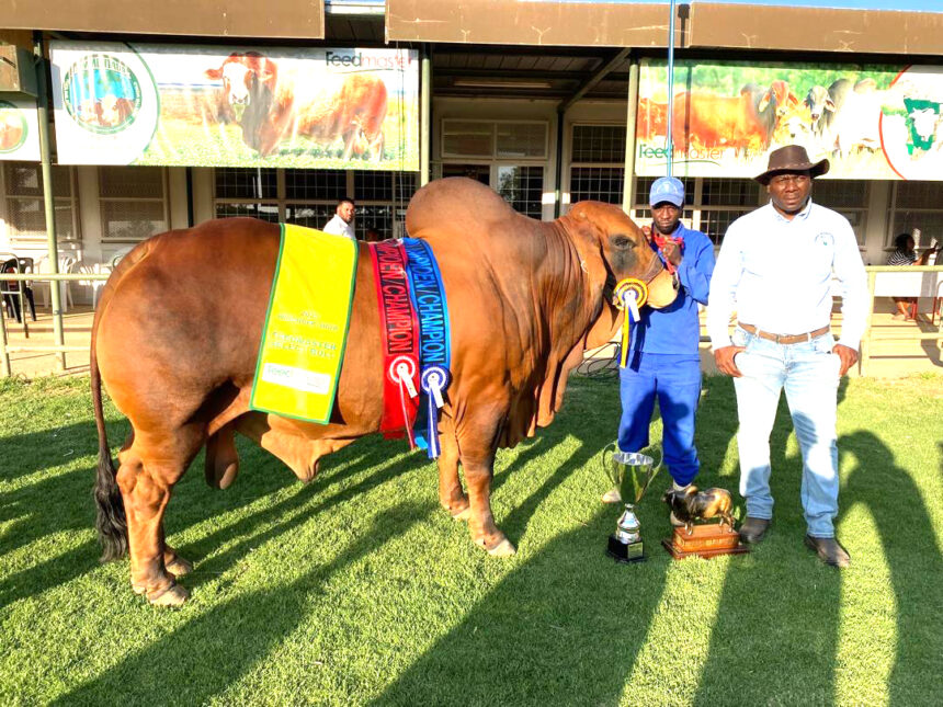 Okanene Brahman 1 Okanene Brahman wins big at Windhoek Agricultural Show