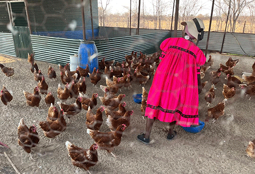 Poutry-Farming Shokoukweni kashidjuu…opoloyeka yeexuxwa ya nyumuka