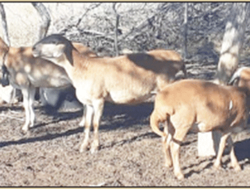 Ehi momahi wa kangamwa Orehi 