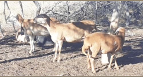 Screenshot-2025-10-10-at-11.30.27-AM Ehi momahi wa kangamwa Orehi