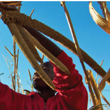 Mahangu – the wonder millet 