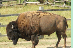 Strange cattle breeds: The Beefalo 