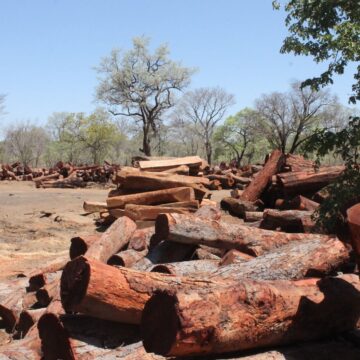 Govt gets tough on timber transportation
