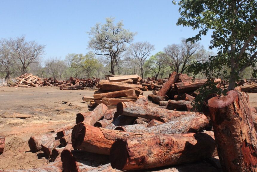 Govt gets tough on timber transportation
